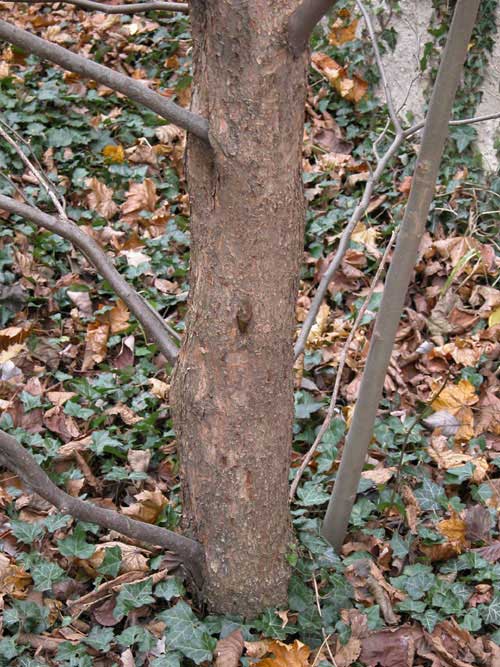 davidia involucrata 02