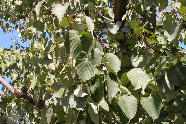 davidia involucrata 04