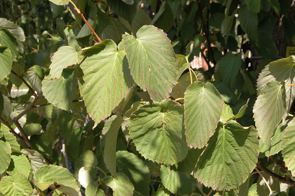 davidia involucrata 05