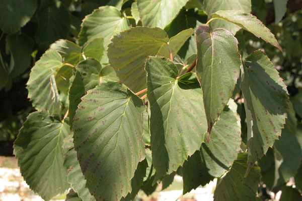 davidia involucrata 06