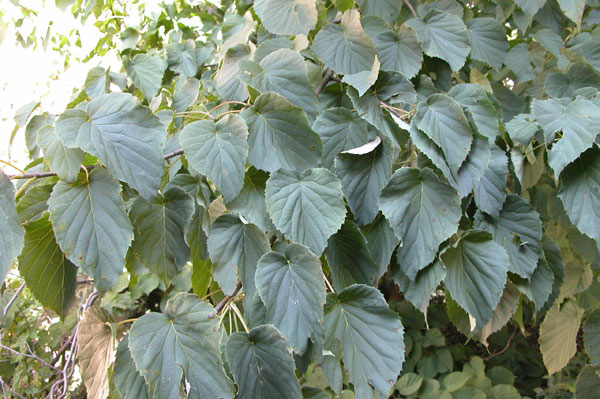 davidia involucrata 07