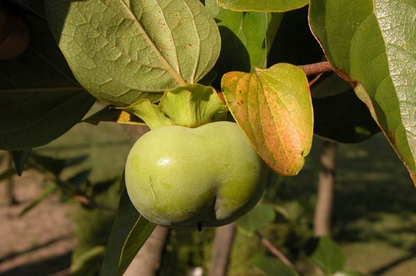 diospyros kaki 01