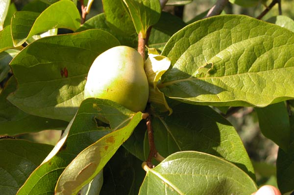 diospyros kaki 02