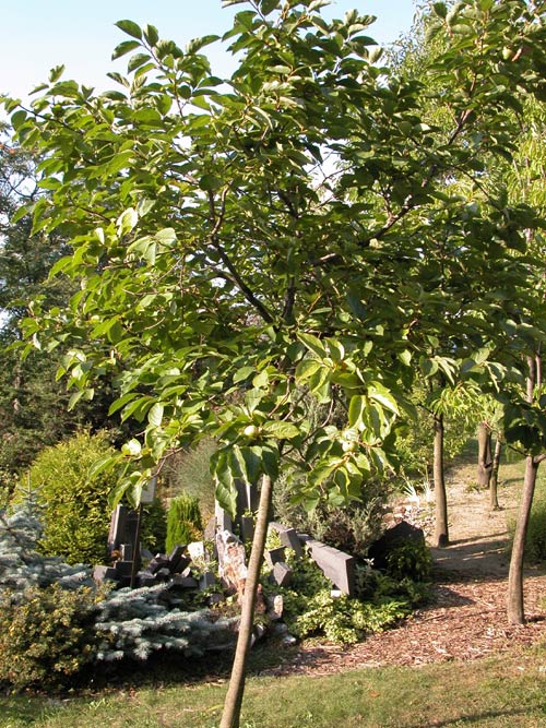 diospyros kaki 03