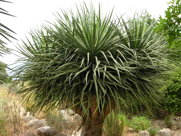 dracaena draco 01