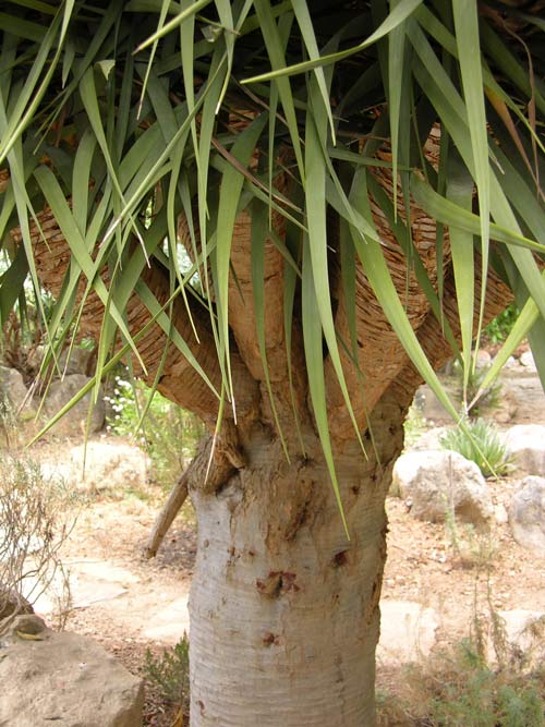 dracaena draco 02