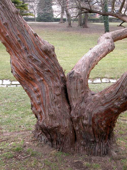 elaeagnus angustifolia 03