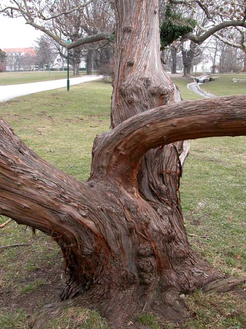elaeagnus angustifolia 04