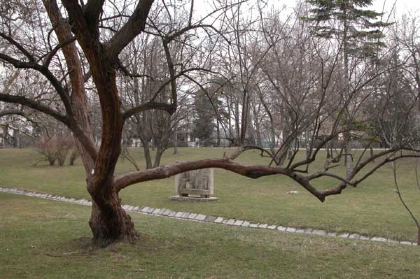 elaeagnus angustifolia 05