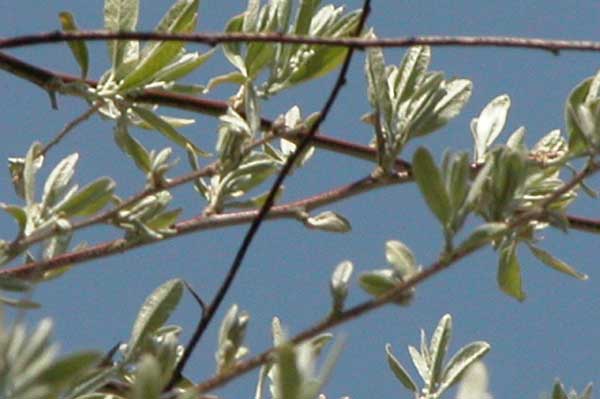 elaeagnus angustifolia 06