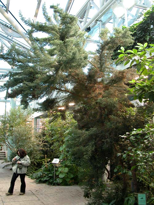 erica arborea 01