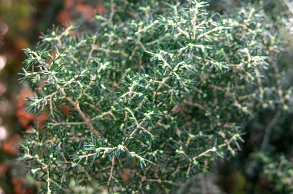 erica arborea 02