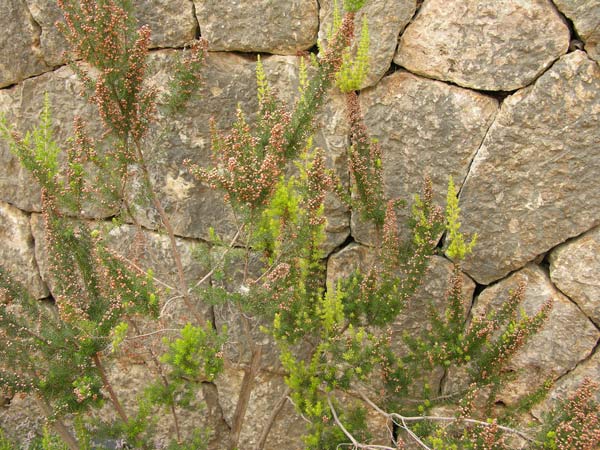 erica arborea 03