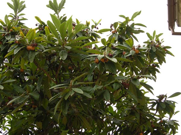 eriobotrya japonica 01