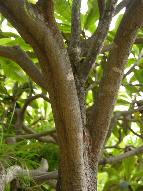 eriobotrya japonica 02