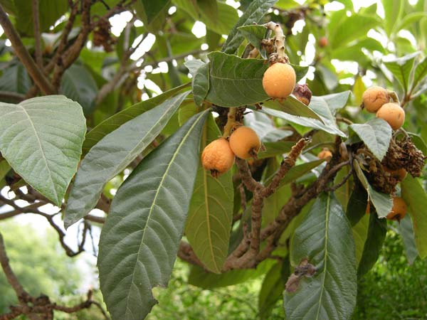 eriobotrya japonica 03