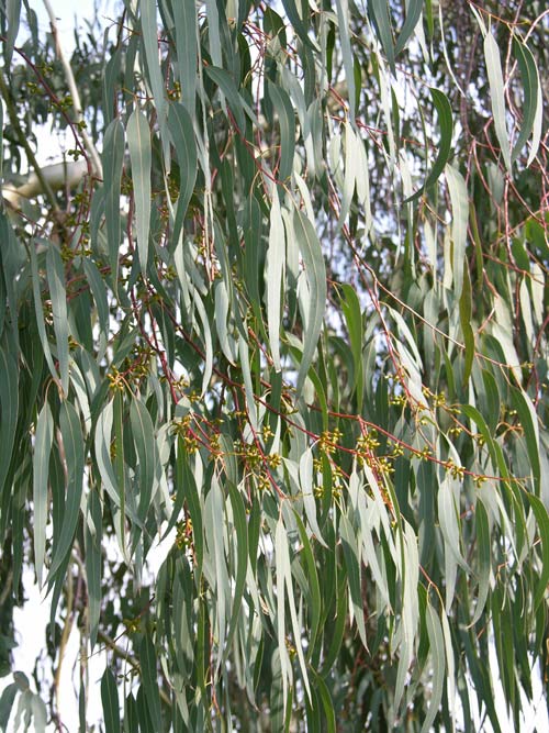 eucalyptus chapmaniana 01
