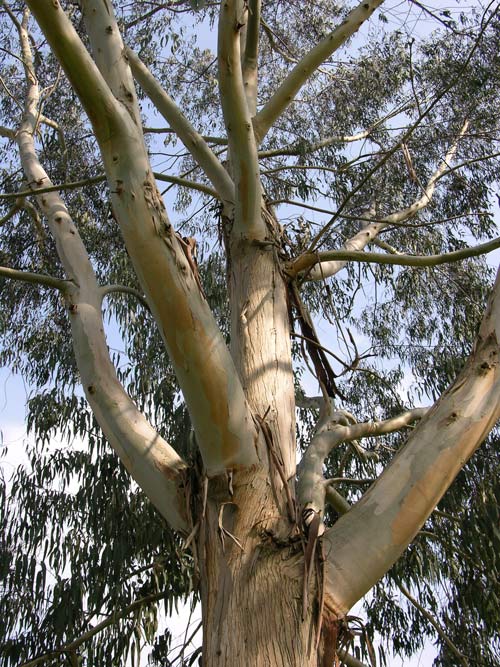 eucalyptus chapmaniana 02