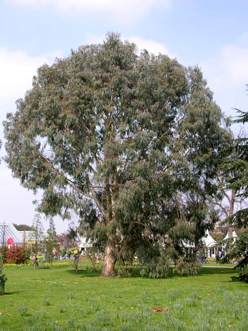 eucalyptus chapmaniana 04