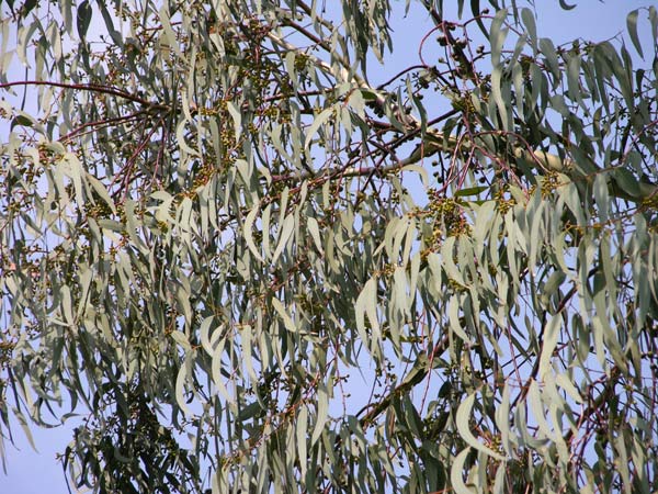 eucalyptus chapmaniana 05