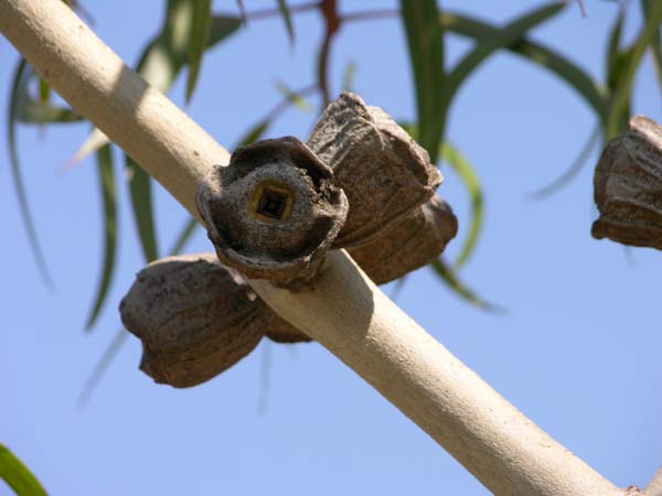 eucalyptus erythrocorys 01