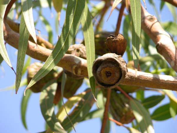 eucalyptus erythrocorys 02