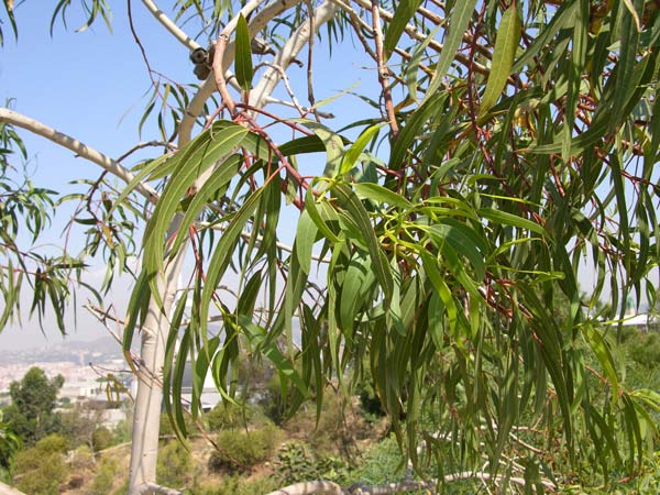 eucalyptus erythrocorys 03