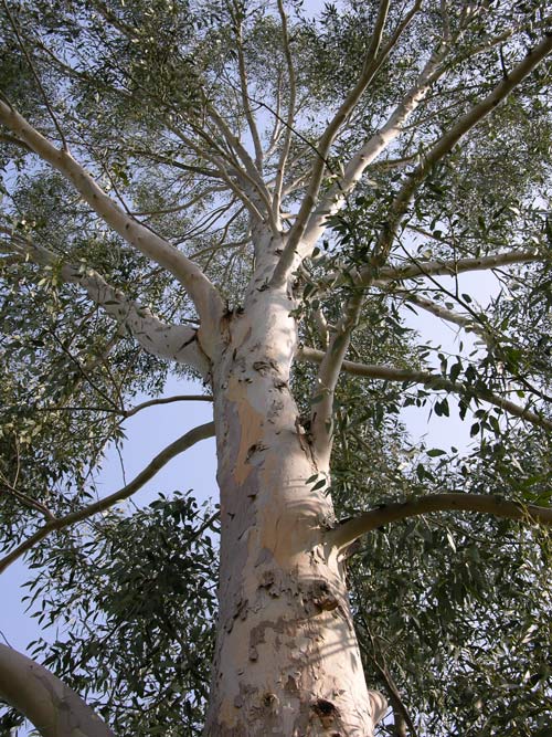 eucalyptus gunnii 01