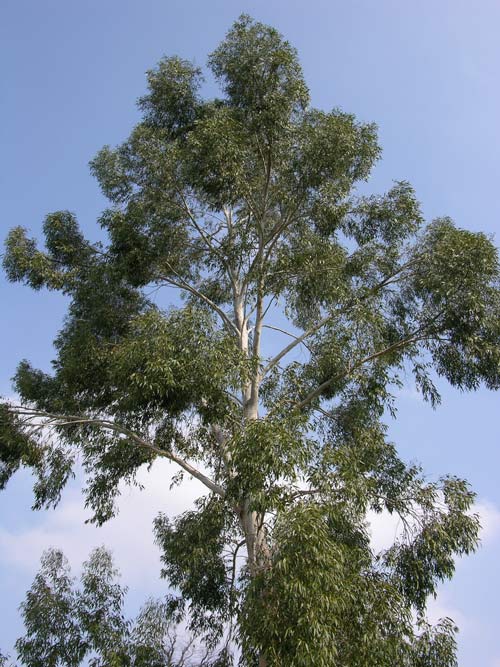 eucalyptus gunnii 02
