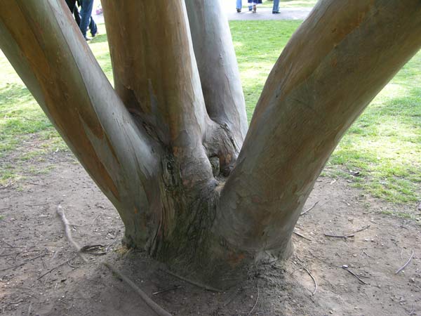 eucalyptus perriniana 01