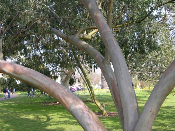 eucalyptus perriniana 02