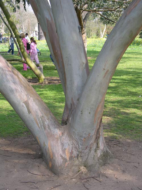 eucalyptus perriniana 03