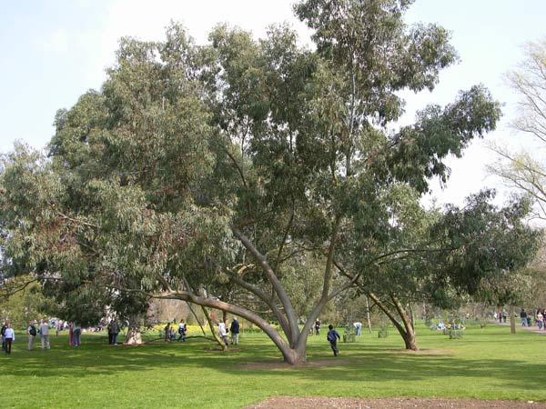 eucalyptus perriniana 04