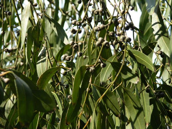 eucalyptus viminalis 01