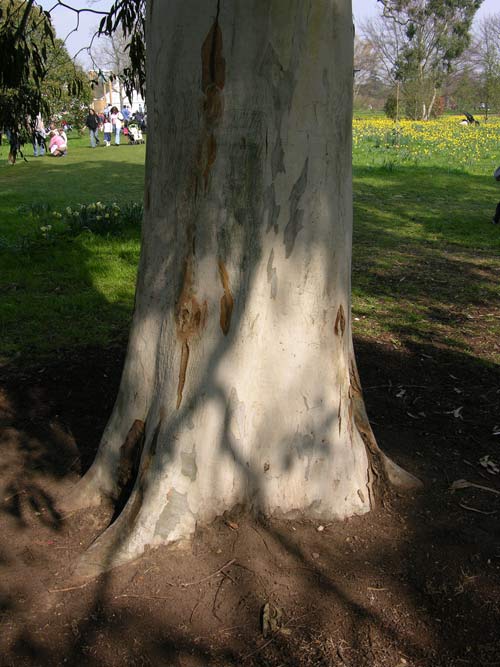 eucalyptus viminalis 02
