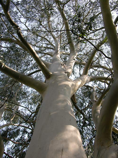 eucalyptus viminalis 03