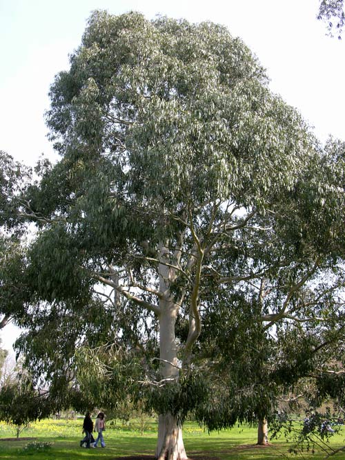 eucalyptus viminalis 04