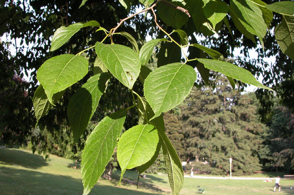 eucommia ulmoides 01