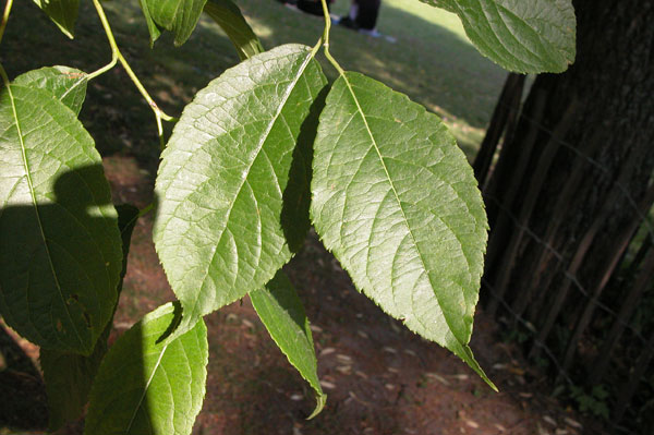 eucommia ulmoides 02