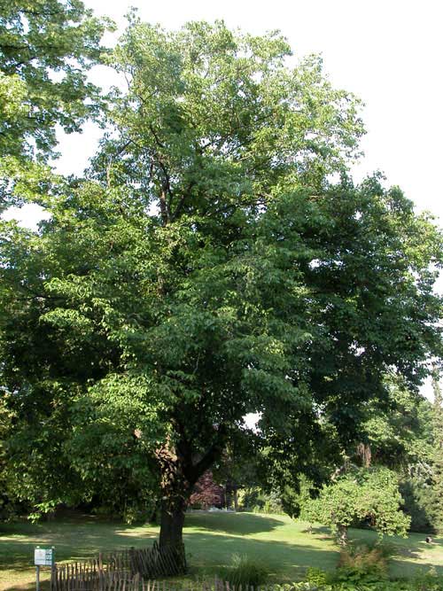 eucommia ulmoides 03
