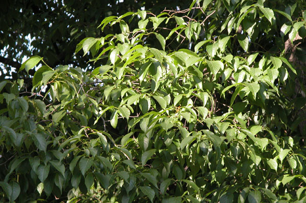 eucommia ulmoides 04