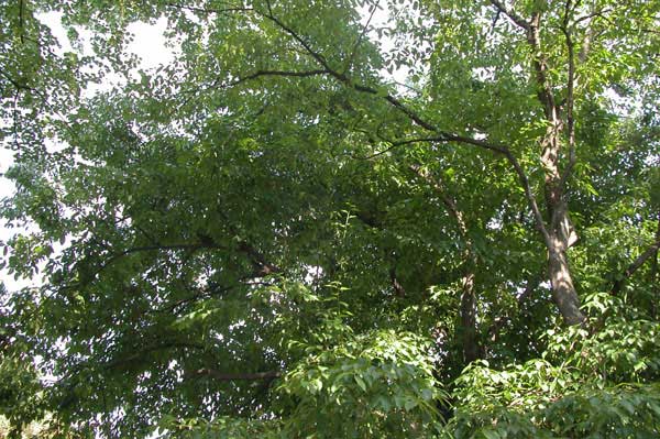 eucommia ulmoides 06
