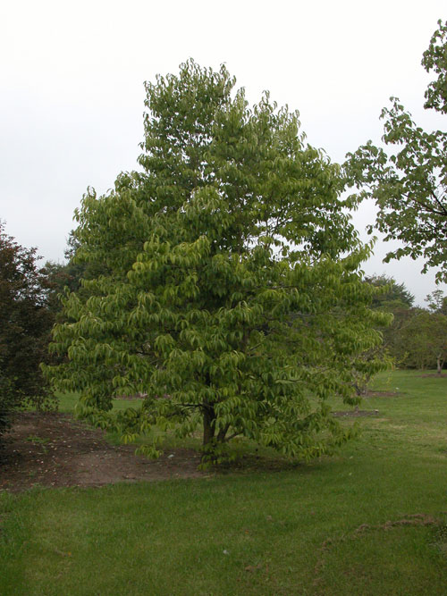 eucommia ulmoides 07