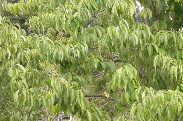 eucommia ulmoides 08