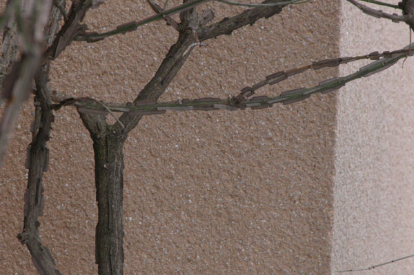 euonymus alatus 02