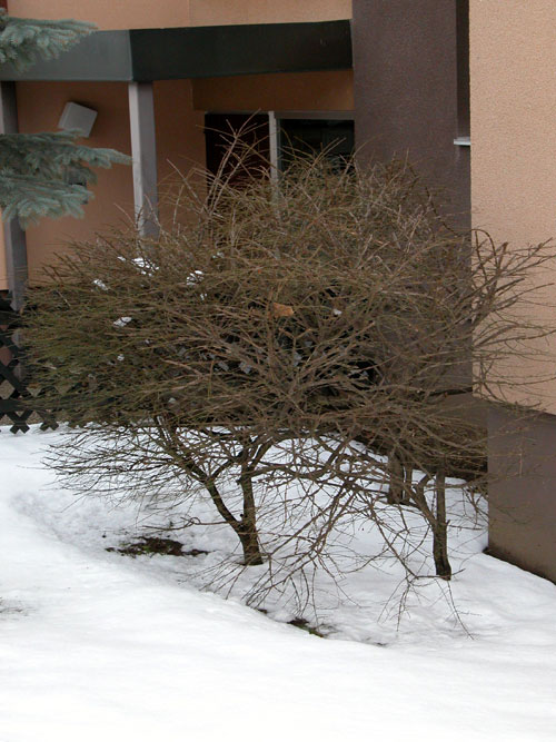 euonymus alatus 03
