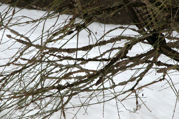 euonymus alatus 04