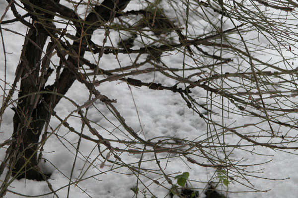 euonymus alatus 05