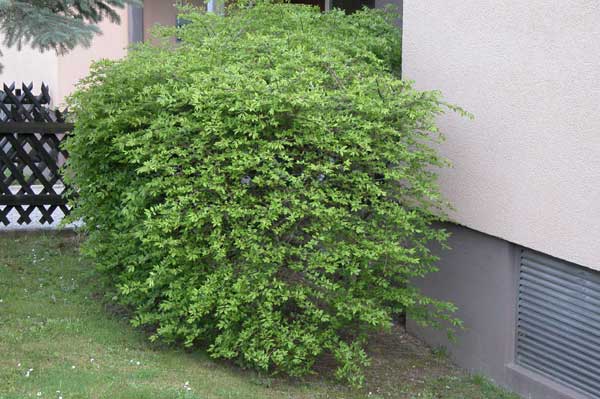 euonymus alatus 07