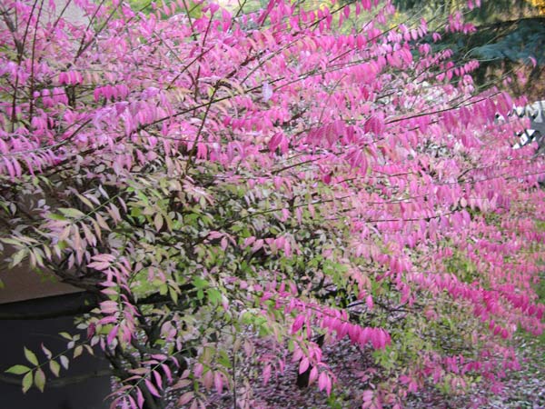 euonymus alatus 08